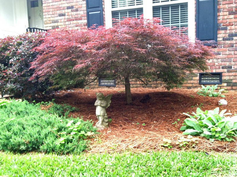 Another of My Favorite Japanese Maples